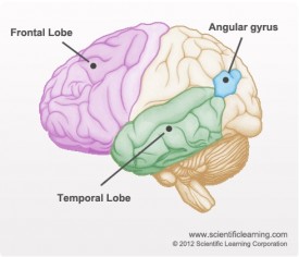 An image of the brain, with the frontal lobe, angular gyrus and temporal lobe pointed out.